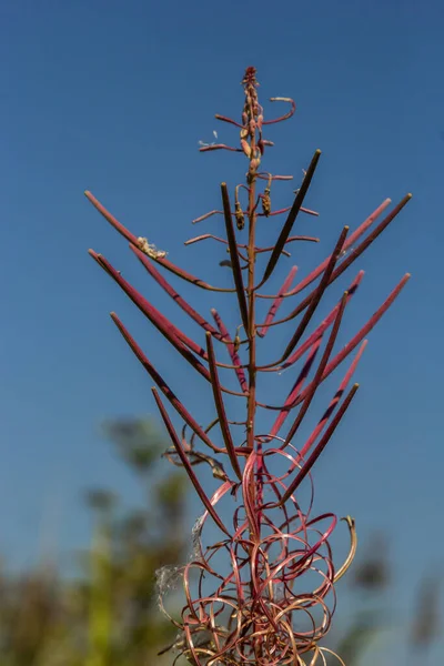 Flores Murchas Fireweed Floresta Com Formas Incomuns Maravilhas Outono Beleza — Fotografia de Stock