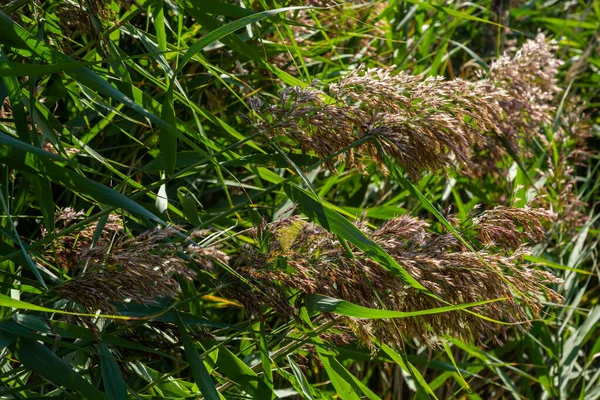 草本植物是草科的一种多年生草本植物 根状茎长 草本为蓝绿色 — 图库照片