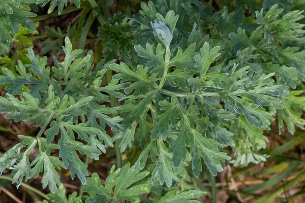 アルテミシア アブシンチウム アルテミシア アブシンチウム アスター科の多年草 フィトンチド エッセンシャルオイル タンニン軸受と殺虫剤文化 世界で最も苦い植物の一つ — ストック写真