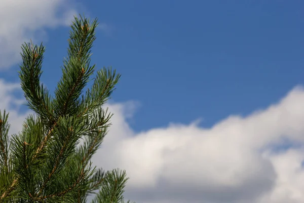 Çam Ağaçları Yakın Plan Gökyüzü Manzarası Bir Yaz Günü Bulutlarla — Stok fotoğraf