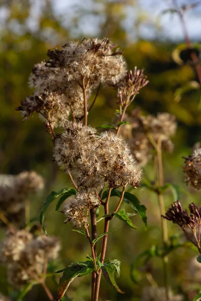誇張された大麻栽培植物の種子 ボケの背景を持つ選択的な焦点 Eupatium Canabinum — ストック写真