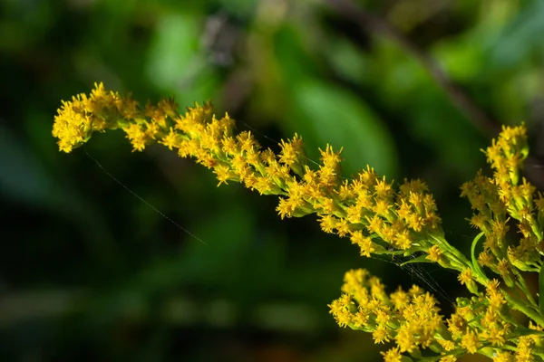 8月にソリダゴの花の黄色の小穂 Solidago Canadensisは カナダのゴールデンロッドまたはカナダのゴールデンロッドとして知られる アスタリスク科の草本多年生植物です — ストック写真