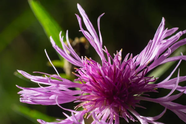 Centaurea Jacea Ovanifrån Bruna Knapweed Violetta Blommor Äng Makro Selectiwe — Stockfoto