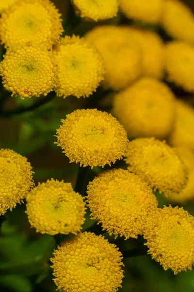 黄色的淡黄色花 常见的淡褐色 苦味纽扣 或金色的纽扣在绿色的夏季草地上 — 图库照片