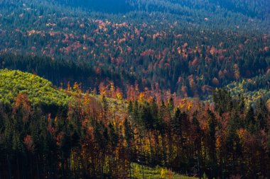 Karpat Dağları, Ukrayna 'da kırsal çayırları olan güzel bir manzara..
