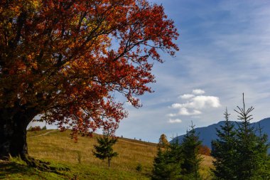 Sonbahar ağaçları ve yamaçlarda ve dağ köyündeki vadide kır evleri olan renkli bir manzara. Karpat Dağları, Ukrayna.
