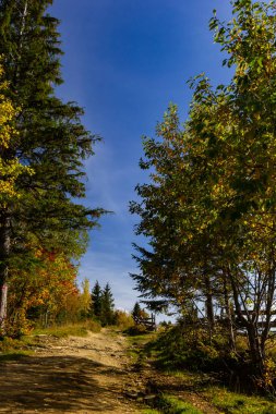 Karpat ormanlarının uzun ağaçları, Karpatlar 'da doğa rezervi, Ukrayna ormanları ve rezervleri. Ormanda sonbahar manzarası.