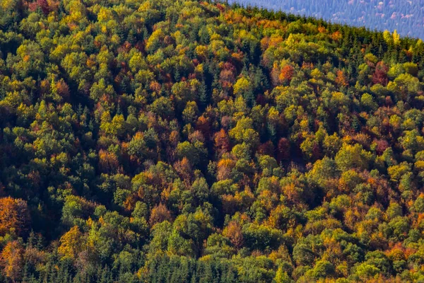 Podzimní Les Karpat Ukrajina Podzimní Listí Pozadí Listy Podzimním Lese — Stock fotografie
