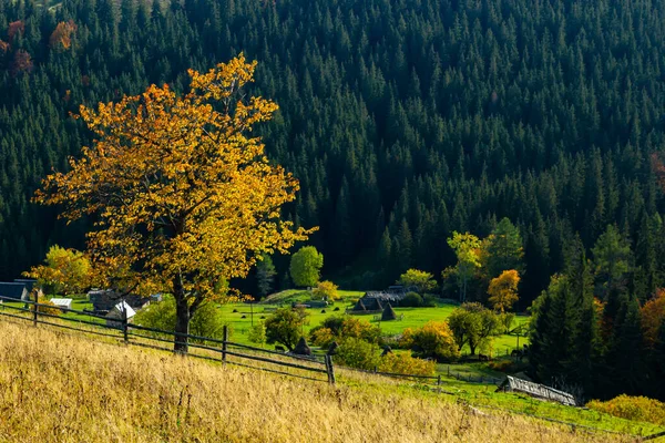 斜面や山間の村の谷に秋の木や農村住宅とカラフルな風景 カルパチア山脈 ウクライナ — ストック写真