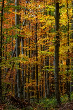 Tall trees of the Carpathian forests, nature reserve in the Carpathians, Ukrainian forests and reserves. Autumn landscape in the forest.
