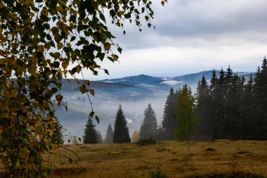 Dağlarda sis olan sonbahar manzarası. Tepelerdeki firavun ormanı. Karpatlar, Ukrayna, Avrupa. Yüksek kalite fotoğraf.
