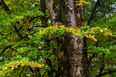 Karpat ormanlarının uzun ağaçları, Karpatlar 'da doğa rezervi, Ukrayna ormanları ve rezervleri. Ormanda sonbahar manzarası.
