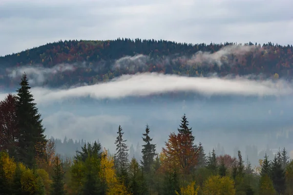 Paysage Automne Avec Brouillard Dans Les Montagnes Forêt Sapins Sur — Photo