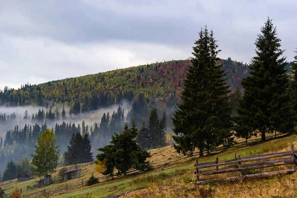 Paysage Automne Avec Brouillard Dans Les Montagnes Forêt Sapins Sur — Photo