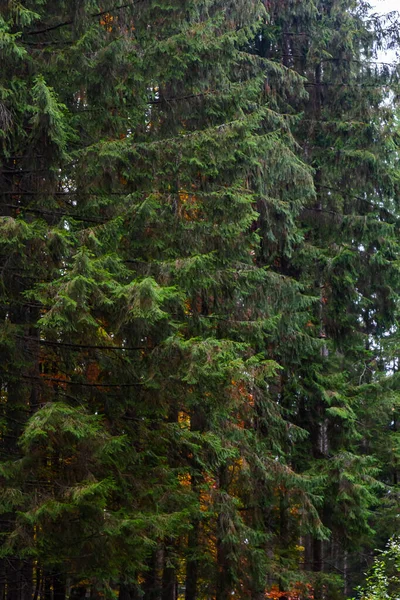 Таинственная Тропа Деревянном Хвойном Сосновом Лесу Окруженная Зелеными Кустами Оставляющая — стоковое фото