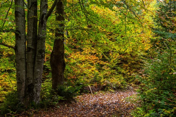 Красивый Осенний Буковый Лес Карпаты Украине Довбушские Камни — стоковое фото