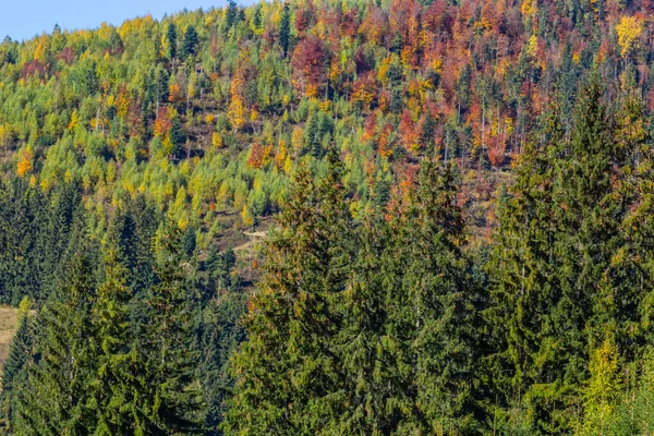 Karpat Dağları Ukrayna Sonbahar Ormanı Arka Planda Sonbahar Yaprakları Sonbahar — Stok fotoğraf
