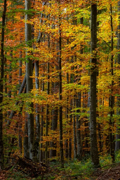 Высокие Деревья Карпатских Лесов Заповедник Карпатах Украинские Леса Заповедники Осенний Стоковое Фото