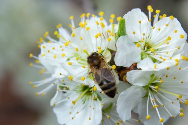 Bal arısı sinekleri, erik bahçesindeki erik çiçeklerini beslemek ve tozlaştırmak..