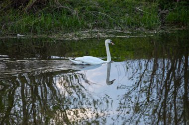 Whooper Swan - Suyun içinde Kuğu renginde koyu bir arka plan. River, yaz akşamı..