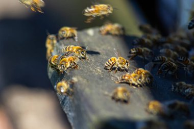 Close up of flying bees. Wooden beehive and bees. Plenty of bees at the entrance of old beehive in apiary. Working bees on plank. Frames of a beehive.