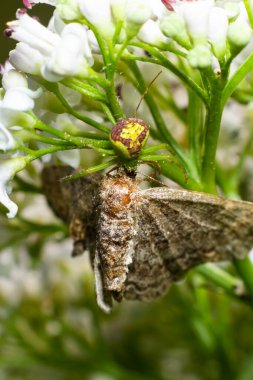 Altın başlı Yengeç Örümcek Misumena vatia bir çiçekte. Sarı yengeç örümceği Misumena vatia 'ya yaklaş. Misumena vatia Holarktik dağılımı olan bir yengeç örümceği türüdür..