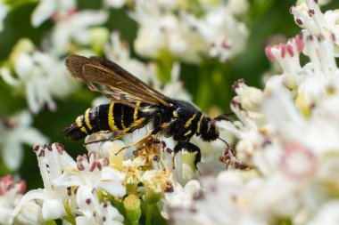 Paranthrene tabaniformis on elder flower close-up. In the natural environment, near the forest in summer.