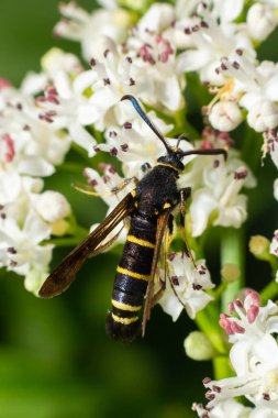 Paranthrene tabaniformis on elder flower close-up. In the natural environment, near the forest in summer.