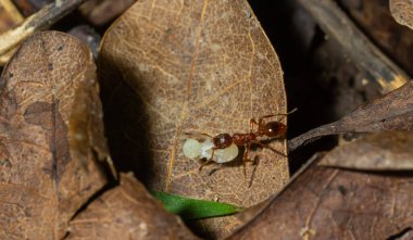 Myrmica ruginodis carrying large larva. A red ant moving a grub to safety within a disturbed nest.