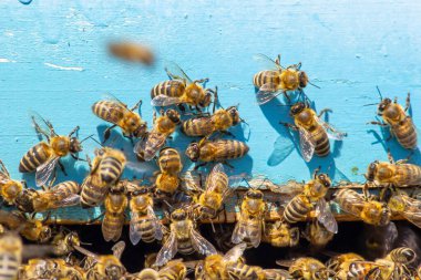 Close up of flying bees. Wooden beehive and bees. Plenty of bees at the entrance of old beehive in apiary. Working bees on plank. Frames of a beehive.