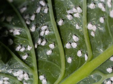 Whitefly Aleyrodes proletella tarımsal veba lahana yaprağı üzerinde.