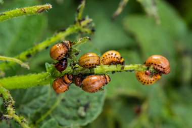 Colorado patates böceği larva ve böcekleri tarafından tahrip edilen patates yetiştiriciliği, Leptinotarsa decemlineata, Colorado böceği, on çizgili mızrak, on çizgili patates böceği,.