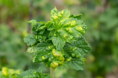 Gallic aphid on the leaves of red currant. The pest damages the currant leaves, red bumps on the leaves of the bush from the parasite disease.