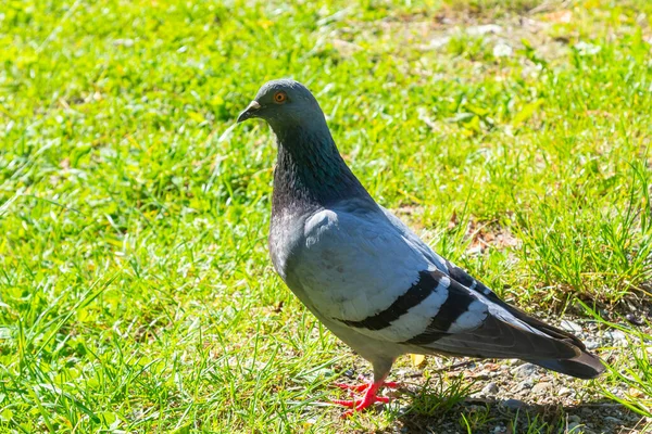 Pigeon Grass Poultry Plants City Pigeon Park One Bird — Stok Foto