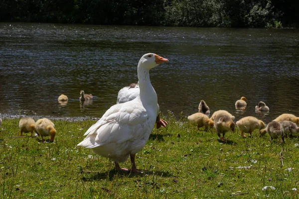 Angry Goose Protects Goslings Outdoors Green Meadow Countryside Concept Domestic — Fotografia de Stock