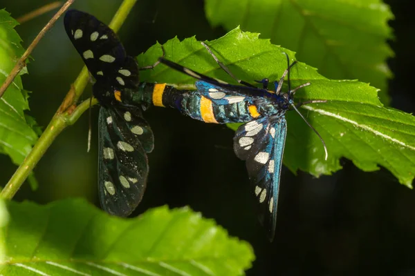 Close Nine Spotted Moth Amata Phegea Spread Wings —  Fotos de Stock