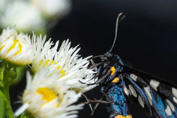 Nine Spotted Moth Yellow Belted Burnet Amata Phegea Formerly Syntomis — Photo