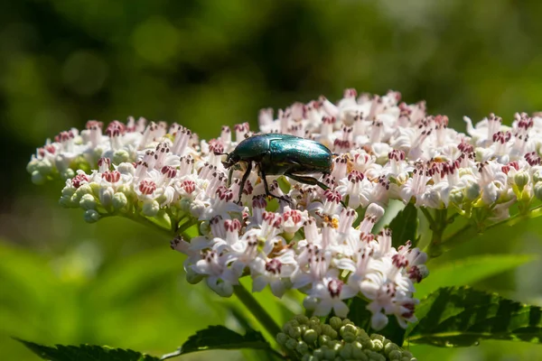 Stock image Green rose chafer Cetonia aurata on danewort Sambucus ebulus flowers. Image with local focusing.