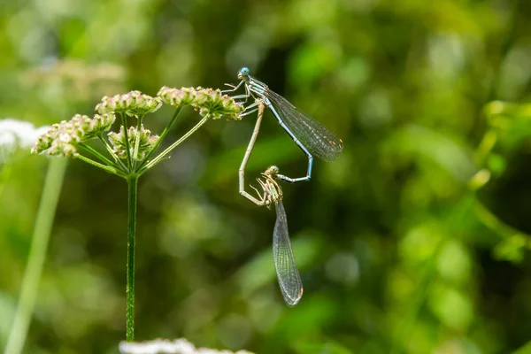 Beyaz Bacaklı Kızböceği Mavi Tüylü Erkek Kuru Bir Sapının Üzerinde — Stok fotoğraf
