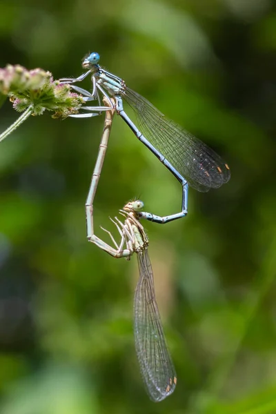 Κοντινό Πλάνο Δύο Φτερό Dragonflies Platycnemis Pennipes Ζευγαρώνουν Σχηματίζοντας Μια — Φωτογραφία Αρχείου