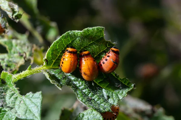Colorado Potato Beetle Leptinotarsa Decemlineata Potato Bushes Pest Plants Agriculture — Stock Photo, Image