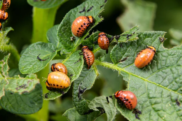 Potato Cultivation Destroyed Larvae Beetles Colorado Potato Beetle Leptinotarsa Decemlineata — Stock Photo, Image