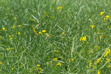 Rape Brassica napus, ripe, dry rape in the field. Ripe dry rapeseed stalks before harvest in day light.