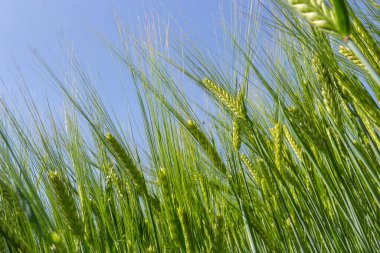 agricultural field where green rye grows, agriculture for obtaining grain crops, rye is young and green and still immature, close - up of the agricultural crop rye.