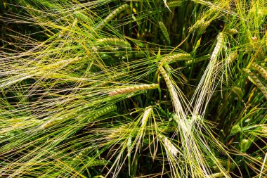 Grains on the field, redy for harvest, golden wheat in the sun. Fields full of cereals. Golden Ripe grain, Yellow, golden background. Landscape of fields full of grains.