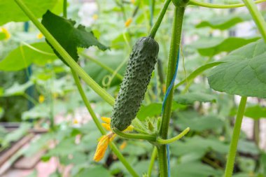 Salatalık yetiştiriciliği, Yeşil Salatalık Yetiştirme Çiftliği. Kapatın..