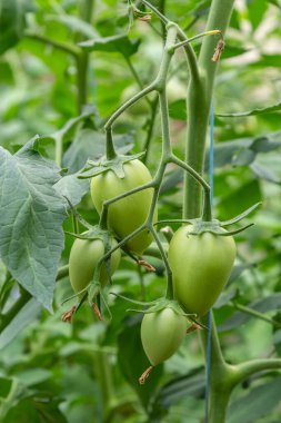 Serada bir demet olgunlaşmamış yeşil domates. Ev yapımı, bahçıvanlık ve tarım kutsallığı. Solanum lycopersicum, Solanaceae familyasından yıllık bir bitki türü. Paketleme tohumları için kapak.