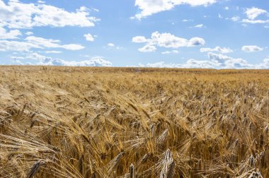 Altın buğday tarlası ve mavi gökyüzü, tarım tarlası.