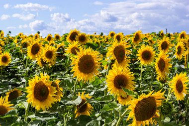 Çiçeklenmenin başlangıcında genç ayçiçekli tarla.