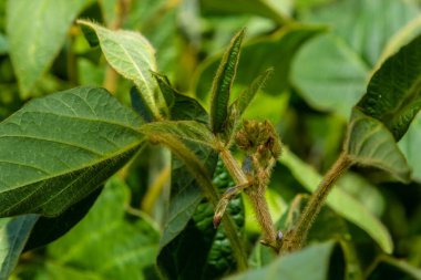 Soybean pods, close up. Agricultural soy plantation and sunshine. Soy bean plant in sunny field. Green growing soybean against sunlight.